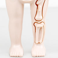 Montessori Body Parts™- Human Body